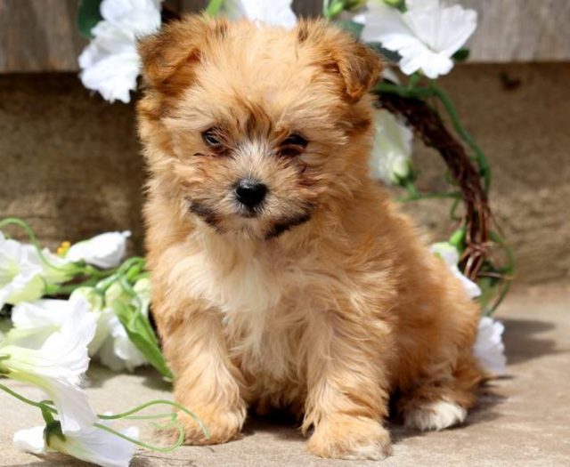 Yorkiechon puppies for sale