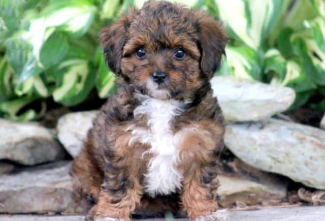 yorkiepoo puppies for sale