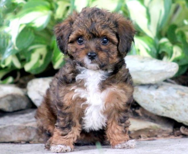 Yorkiepoo