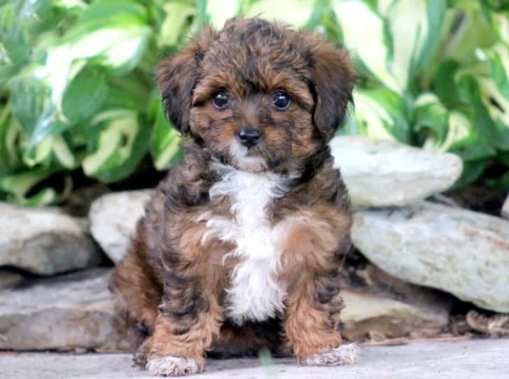 yorkie poodle cross