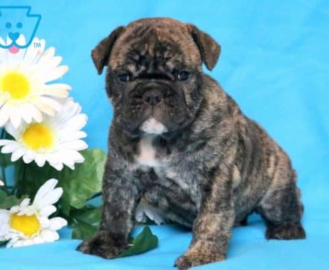 Zeus-English-Bulldog-Non-Sporting-Breed-Dog-AKC