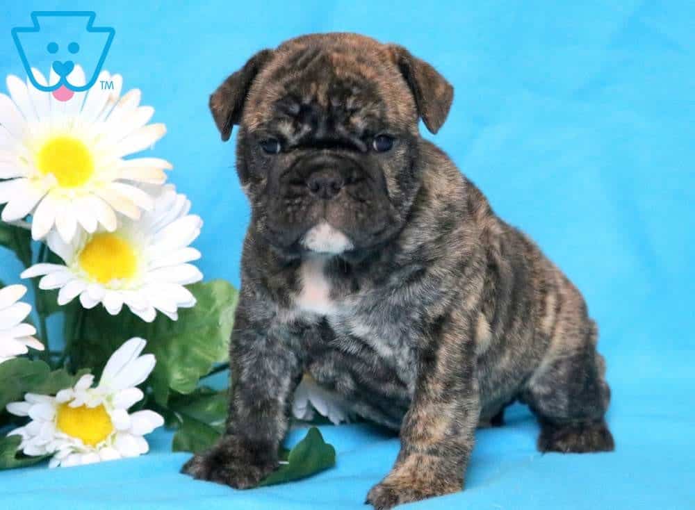 zeus bulldog motorized bouncing toy