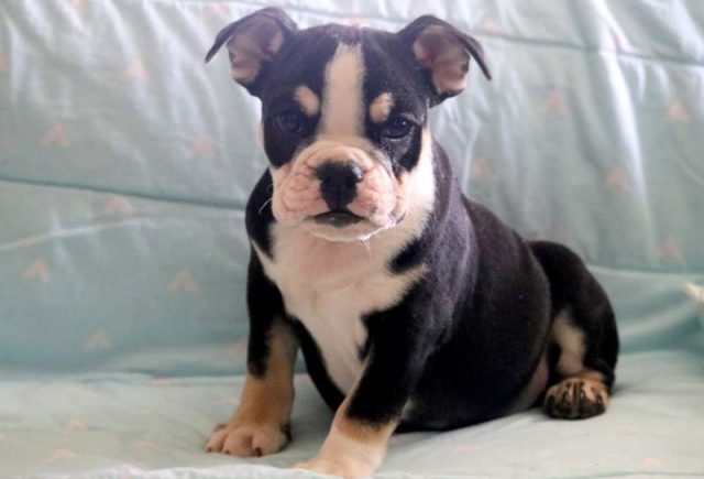 Zeus-English-Bulldog-2.jpg