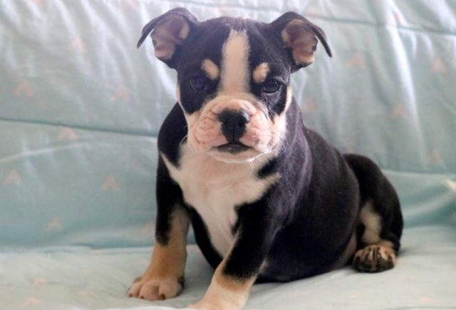 Zeus-English-Bulldog-3.jpg