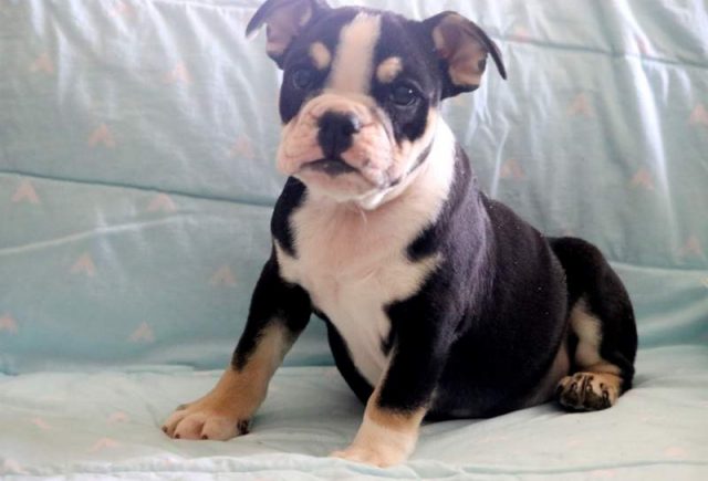 Zeus-English-Bulldog.jpg