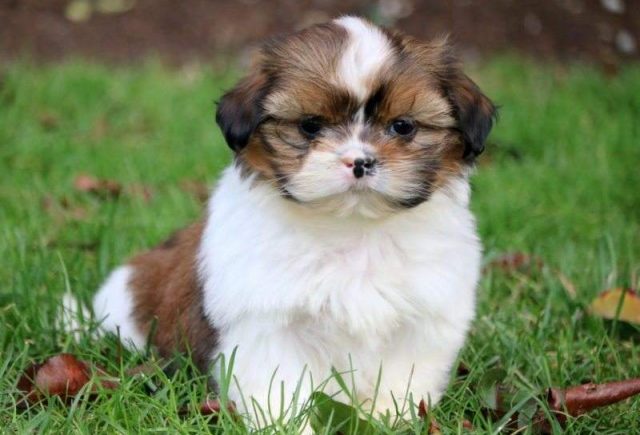 Zully-Shih-Tzu-e1519243209641.jpg