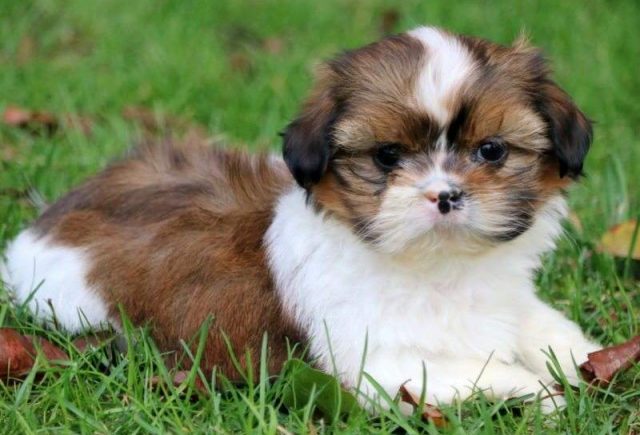 Zully-Shih-Tzu2-e1519243196748.jpg