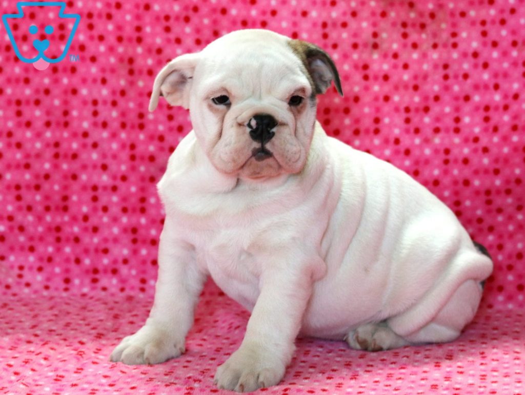 Baby English Bulldog Puppy For Sale Keystone Puppies