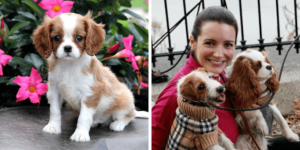 cavalier-king-charles-spaniel-elizabeth-taylor-healthy-responsibly-bred-Pennsylvania