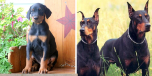 doberman-healthy-responsibly-bred-Pennsylvania