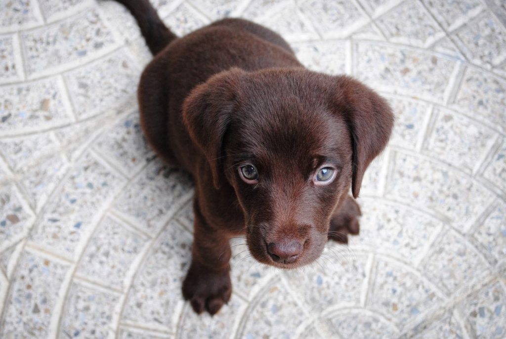 Cavapoo puppy Breeder - Brown Cavapoo Puppies - Home Land Puppies