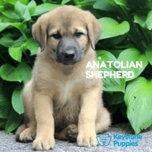 anatolian-shepherd-healthy-responsibly-bred-Pennsylvania