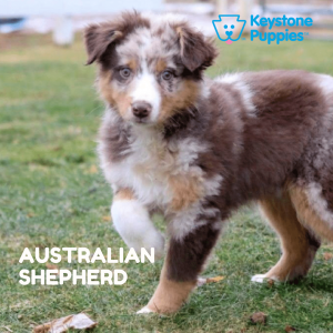 australian-shepherd-healthy-responsibly-bred-Pennsylvania