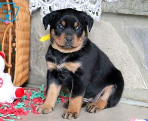 Bella-Boo-Rottweiler-Miniature-Dog-Breed