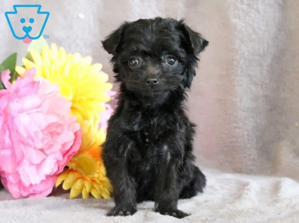 Benny Yorkiepoo Puppy For Sale Keystone Puppies