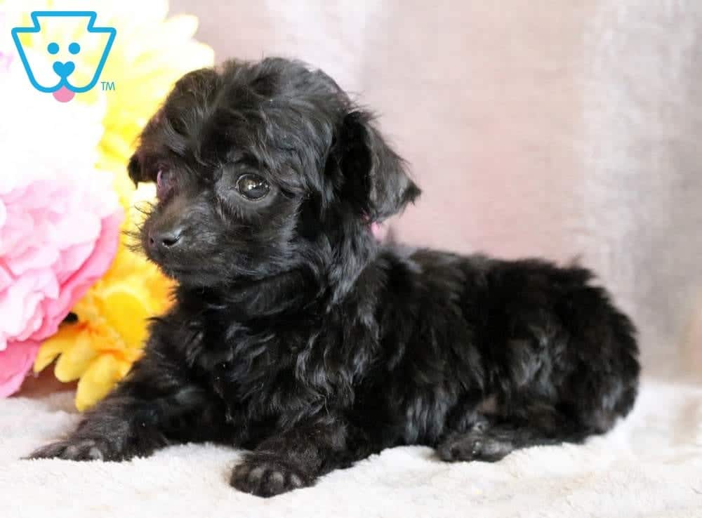 Benny Yorkiepoo Puppy For Sale Keystone Puppies