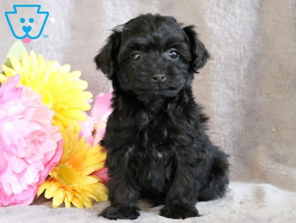 Bernie Yorkiepoo Puppy For Sale Keystone Puppies