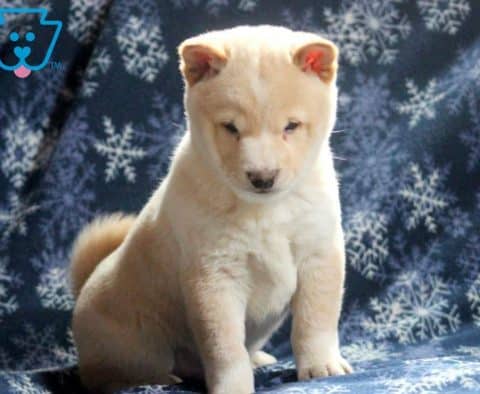 Boomer-Shiba-Inu-Nonsporting-Dog-Breed-AKC