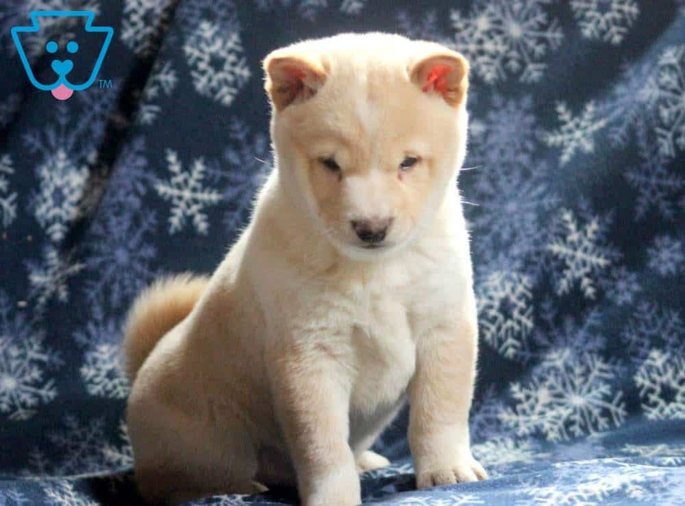 Boomer Shiba Inu Puppy For Sale Keystone Puppies