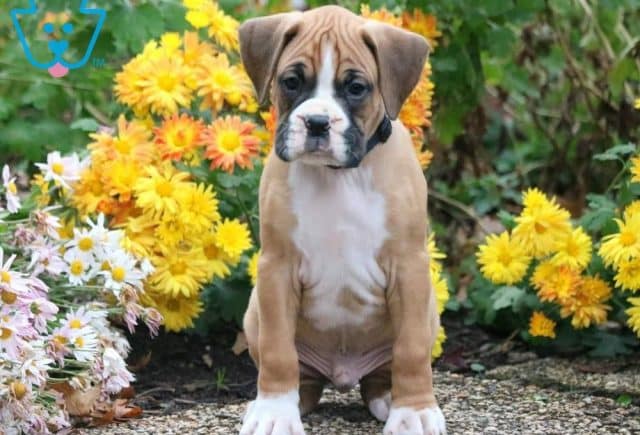Boss | Boxer Puppy For Sale | Keystone Puppies