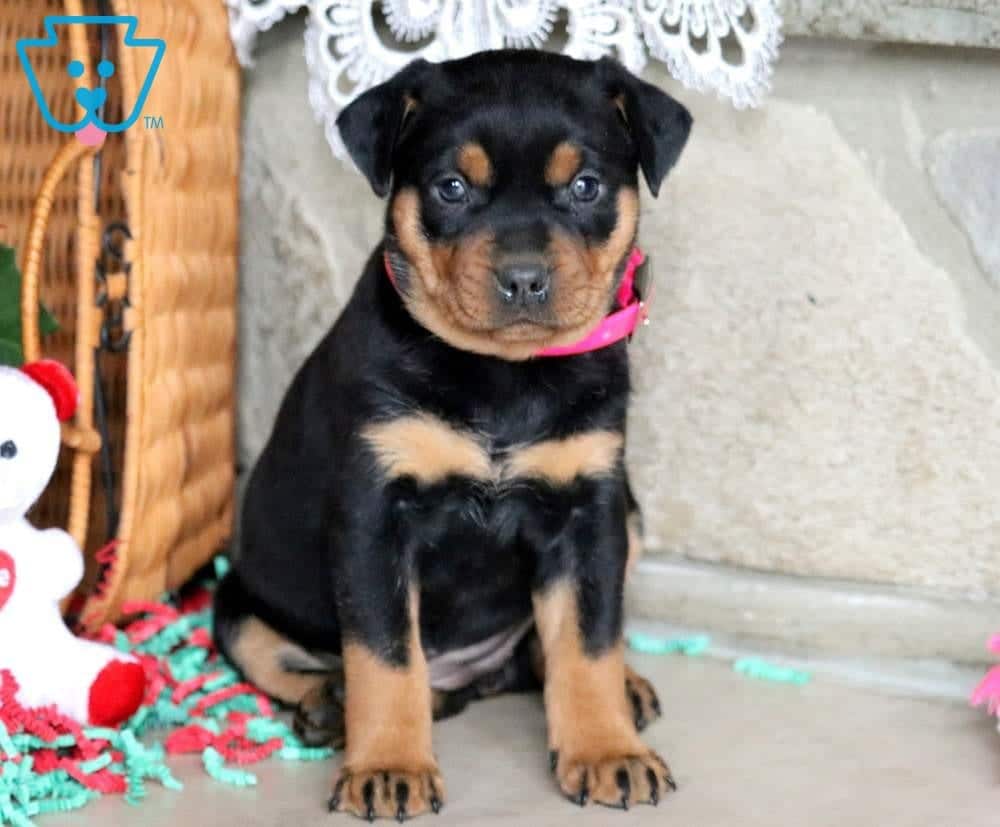 Bridgette Rottweiler Miniature Puppy For Sale
