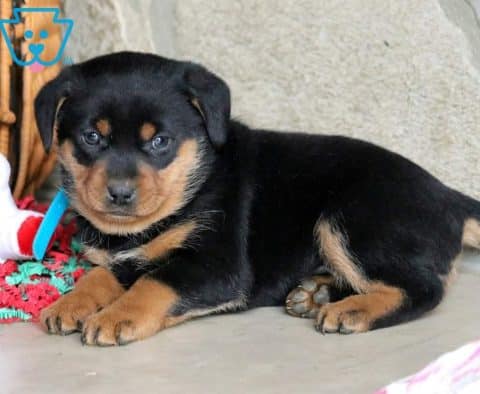 Forenkle Hårdhed flyde Mini Rottweiler Puppies for Sale - Keystone Puppies