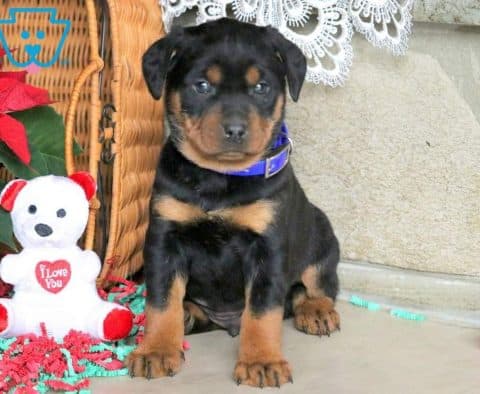 Buzz-Rottweiler-Miniature-Dog-Breed