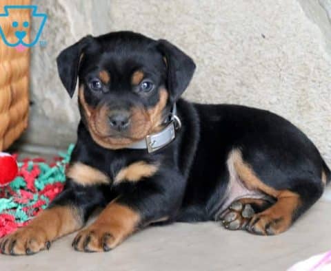 Byron-Rottweiler-Miniature-Dog-Breed