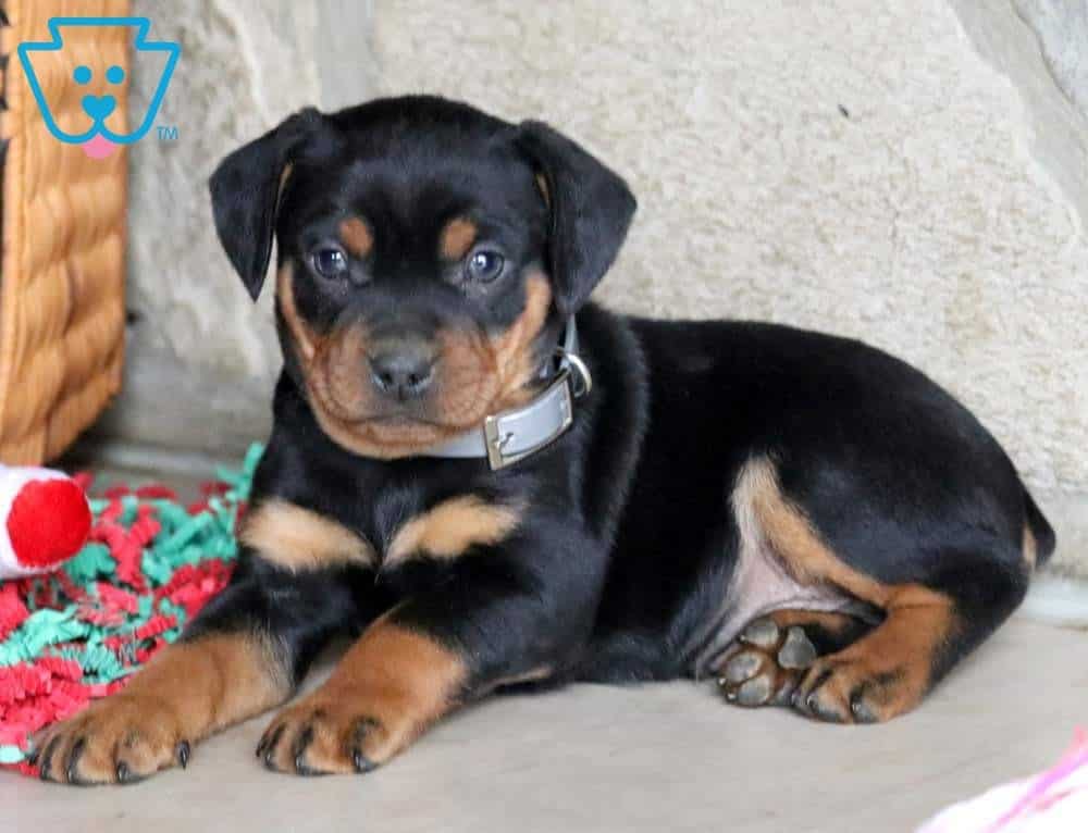 Byron Rottweiler Miniature Puppy For Sale Keystone