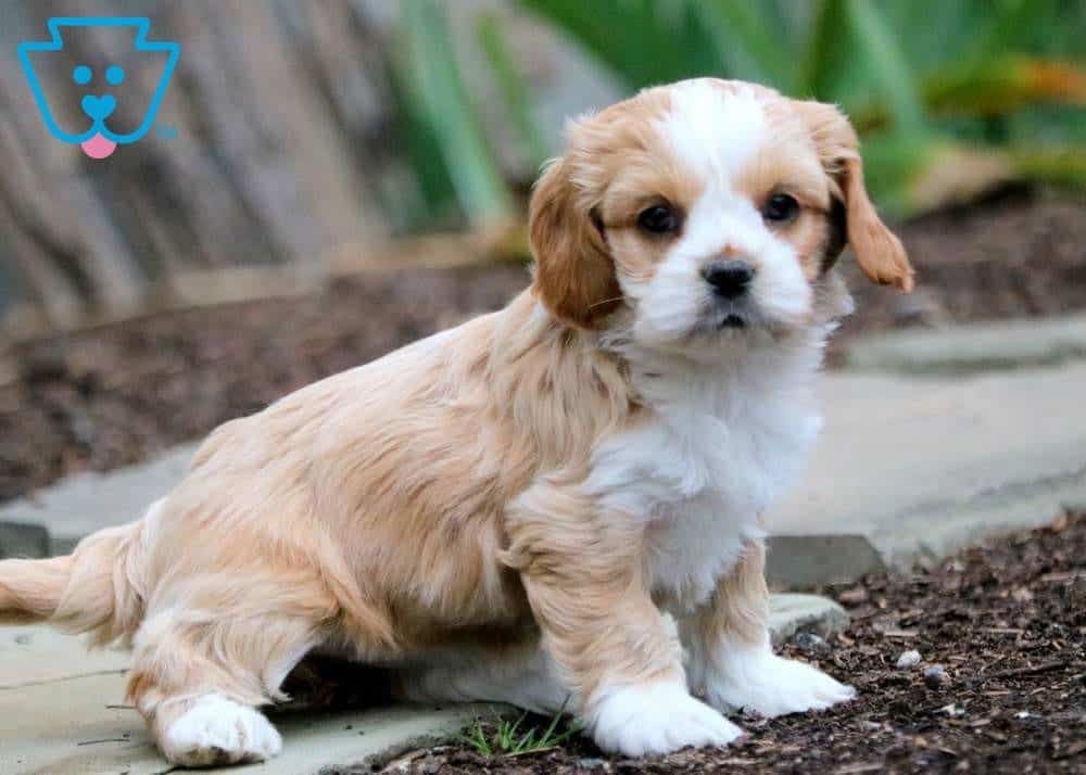 Care Bear | Shih Tzu Puppy For Sale | Keystone Puppies