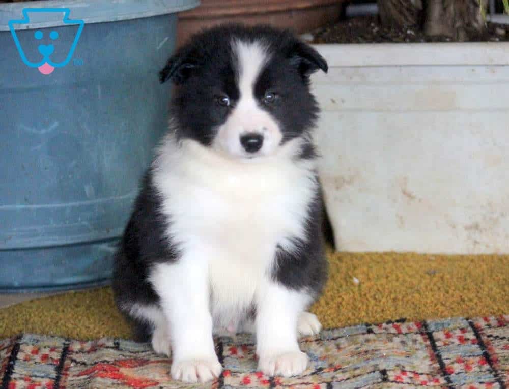 53+ Mixed Border Collie Puppies Image Bleumoonproductions