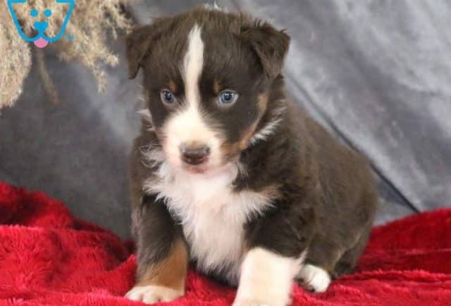 Chex-Australian-Shepherd-Dog-Breed-AKC