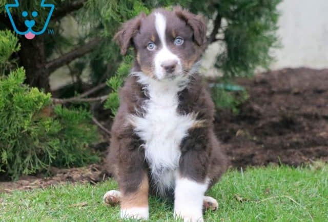 Chex Australian Shepherd Retake