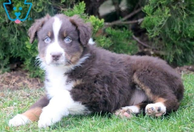 Chex Australian Shepherd Retake2