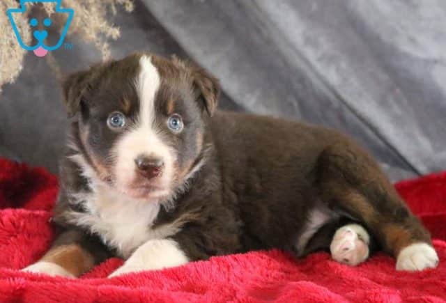 Chex2-Australian-Shepherd-Dog-Breed-AKC