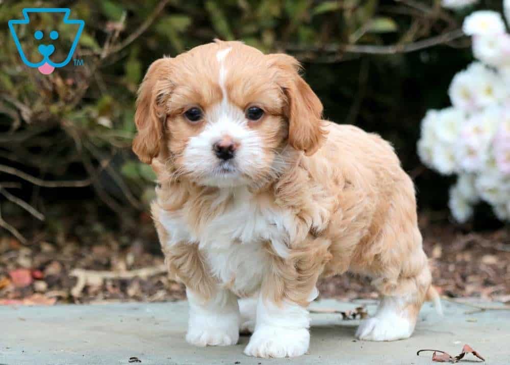 shih tzu golden retriever mix puppy