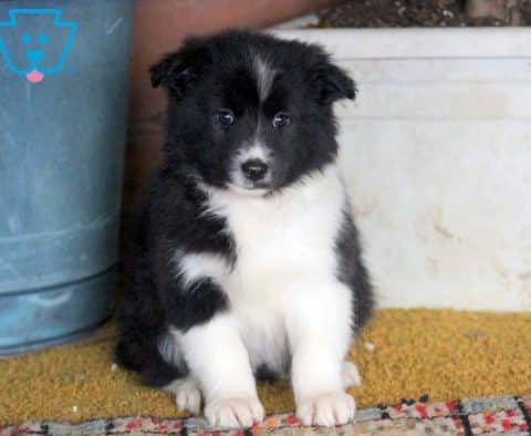 Cindy-Border-Collie-Mixed-Breed-Dog