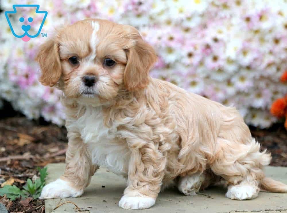 59 Best Pictures Shih Tzu Puppies Mn : Shih Tzu Puppies For Sale | Lynn, MA #295558 | Petzlover