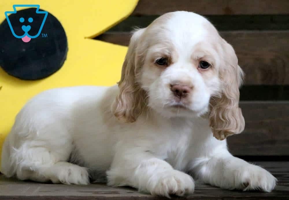 Cooper | Cocker Spaniel Puppy For Sale 