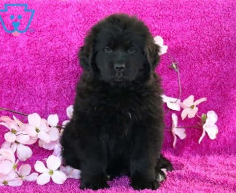 Dalilah-Newfoundland-Working-Dog-Breed-AKC