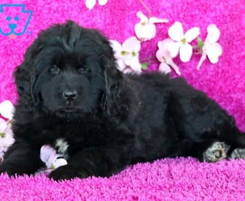 Dandelion-Newfoundland-Working-Dog-Breed-AKC