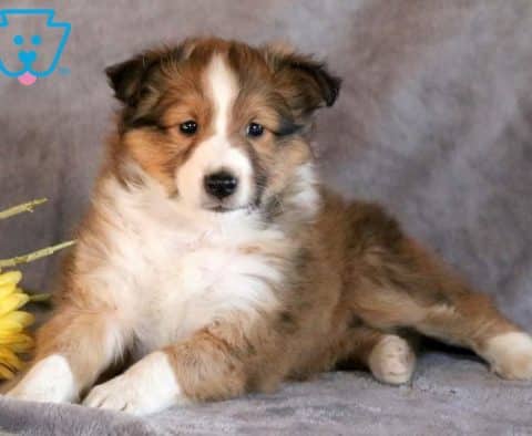 Dennis-Shetland-Sheepdog-Herding-Dog-Breed-AKC