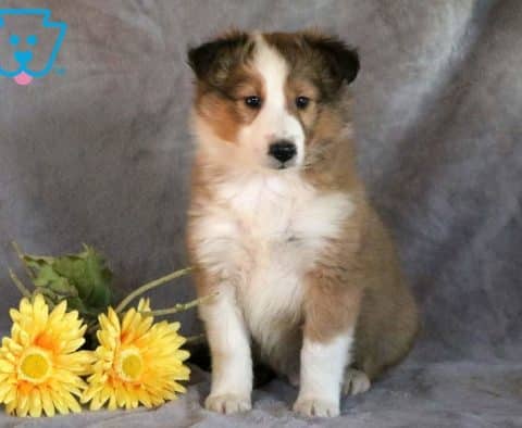 Dick-Shetland-Sheepdog-Herding-Dog-Breed-AKC