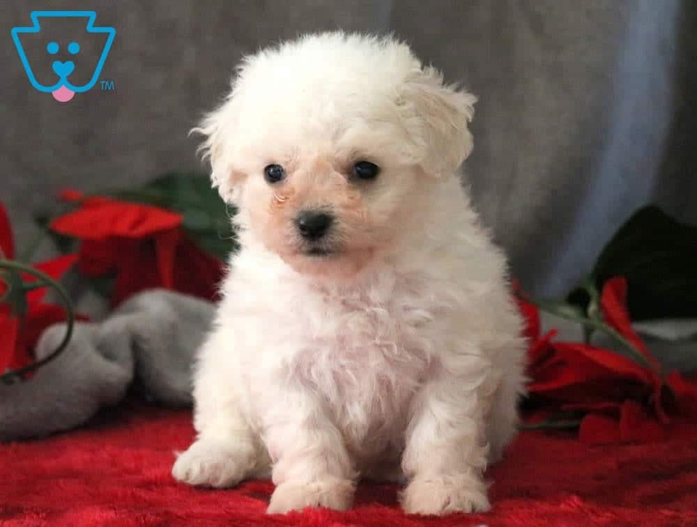 Dixie Bichon Frise Puppy For Sale Keystone Puppies