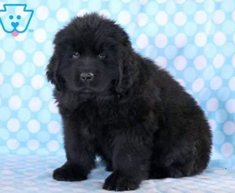 Dylan-Newfoundland-Working-Dog-Breed-AKC