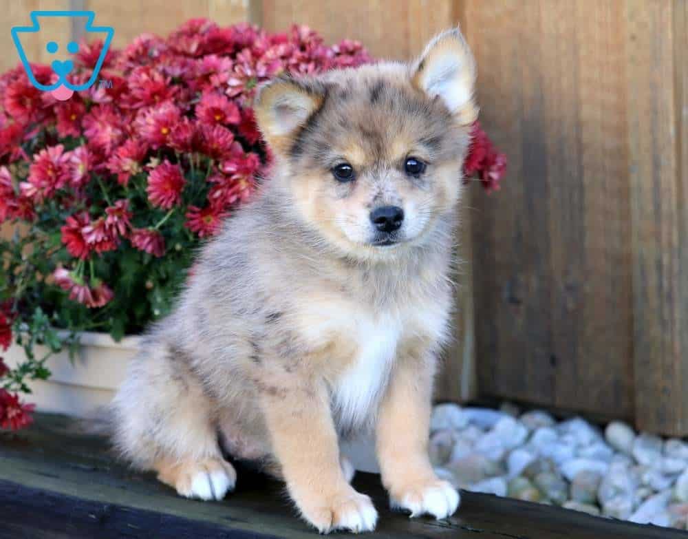 teddy bear pomsky