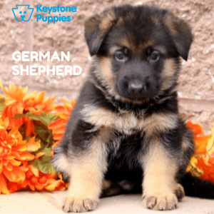 german-shepherd-healthy-responsibly-bred-Pennsylvania