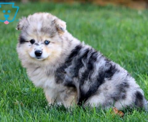 Gizmo-Pomsky-Designer-Breed-Dog-Pomeranian-Husky-ACHC-IDCR-ICA