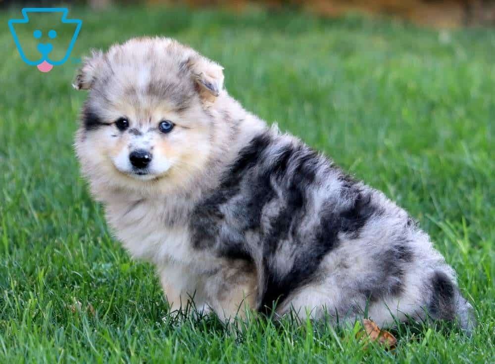 realistic lifelike husky dog pomsky