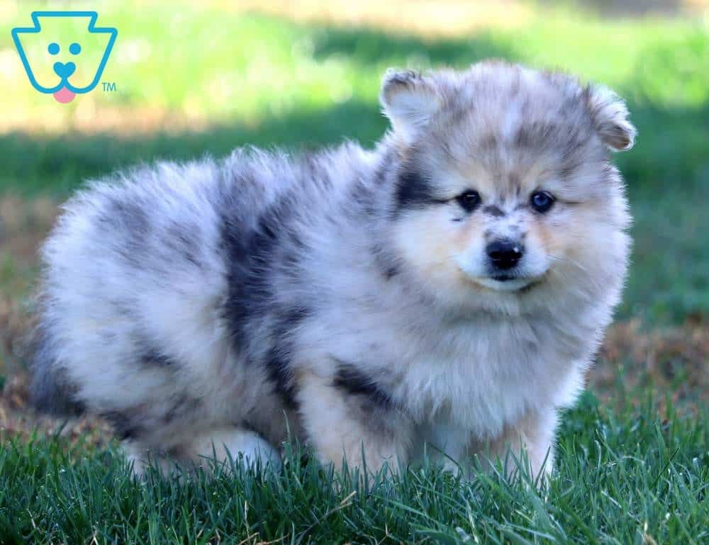 merle pomsky for sale